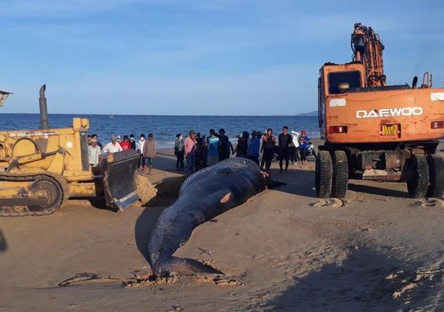 Two-tonne whale found dead on Khanh Hoa beach