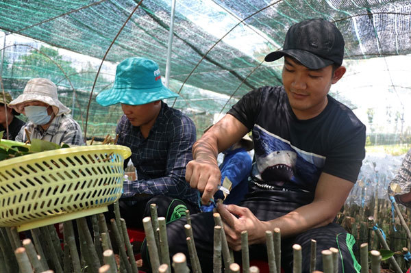 Mekong Delta to have quality breed sources for fishery, fruit and rice