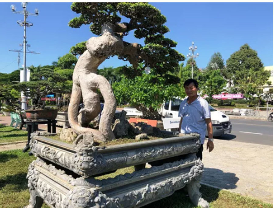 Cây bạch chỉ, duối cổ trị giá gần chục tỷ có gì độc đáo?