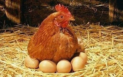 Clip nông dân ‘trộm’ trứng gà gây bão mạng xã hội