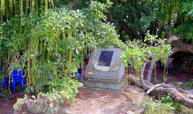 Gò lộc vừng ngàn năm tuổi độc nhất vô nhị ở Việt Nam