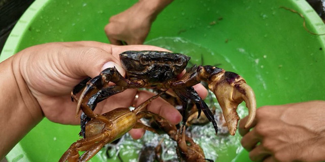 Nắng nóng kéo dài, cua đồng tăng giá cao, 'cháy' hàng