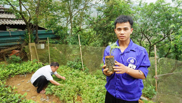 Conifer forest reborn in Son La Province