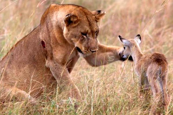 Những pha động vật nghĩa hiệp cứu mạng sinh vật khác loài gây kinh ngạc