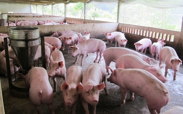 Pork imports spike, Vietnam's livestock industry under pressure