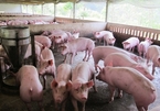 Pork imports spike, Vietnam's livestock industry under pressure