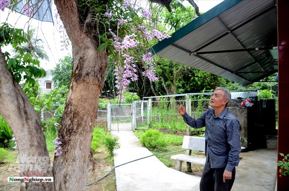 Vườn lan phi điệp tím cổ thụ tiền tỷ nghìn vòi bung nở ở Tuyên Quang