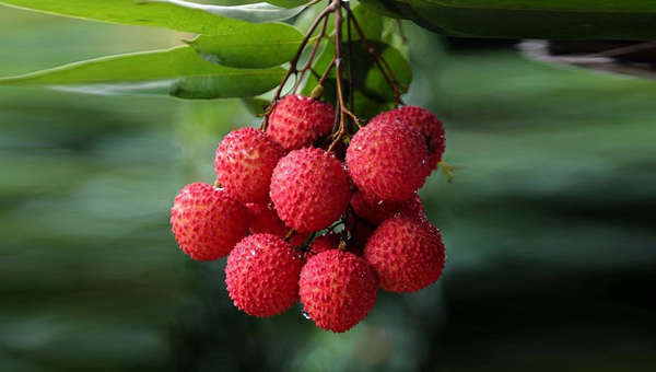 Chống ung thư, tăng ham muốn tình dục cực tốt nhờ ... quả vải