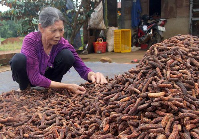 Săn chuối hột rừng đại bổ - nghề phụ thu 100 triệu đồng/năm