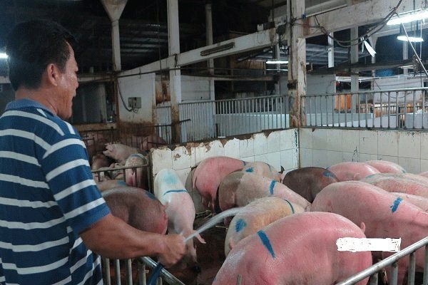 ASF hits largest-ever pig farm in Dong Nai