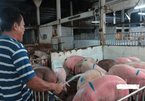 ASF hits largest-ever pig farm in Dong Nai