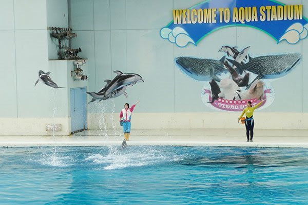 Affordable tours entice more Vietnamese to visit Japan