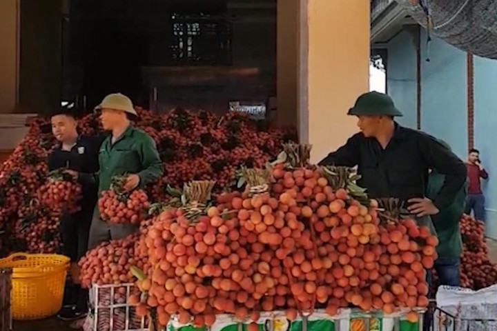 'Luật ngầm' của thương lái thu mua vải ở Bắc Giang