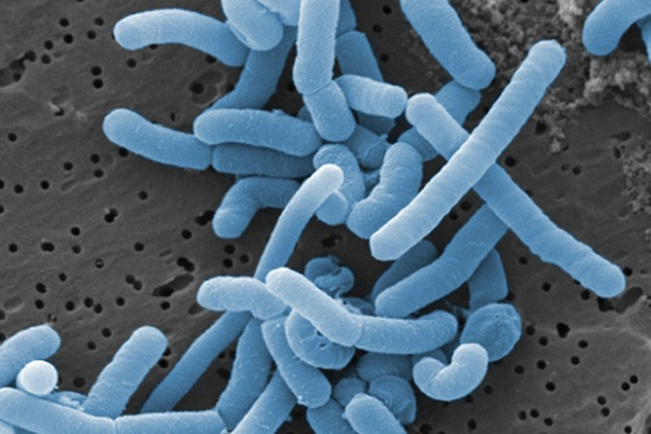 Tìm hiều về Probiotic Lactobacillus trợ lực hàng đầu cho phụ nữ mang thai và trẻ nhỏ