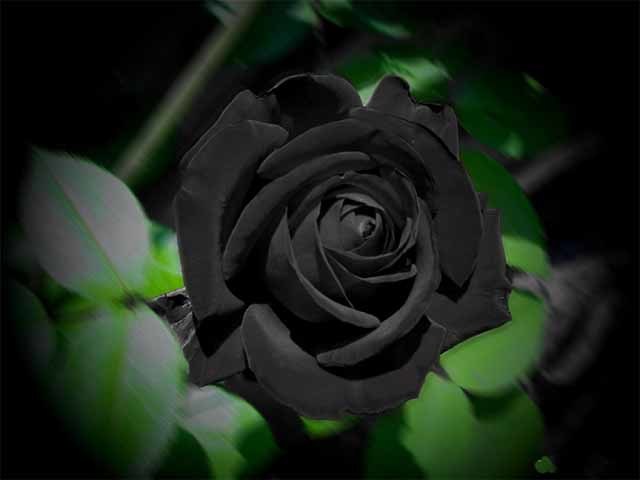 Những bông hoa hồng đen đầy uốn lượn và tinh tế làm say đắm trái tim, tạo nên một thước phim đẹp như trong mơ. Hãy xem ảnh hoa hồng đen để cảm nhận sự khác biệt và sự độc đáo của chúng.