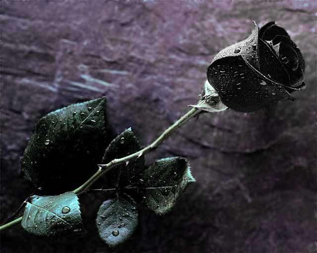 Hoa hồng đen là biểu tượng cho tình yêu đích thực và sự cầu kỳ. Điều đó đã trở nên phổ biến với màu sắc đen lạnh lẽo của hoa hồng, nhưng không thể phủ nhận sức hút cuốn hút của lối thiết kế này. Hãy chiêm ngưỡng những bông hoa hồng đen mang sắc thái đầy bí ẩn và thu hút.