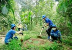 Dong Nai: Forest planting improves habitats of elephants