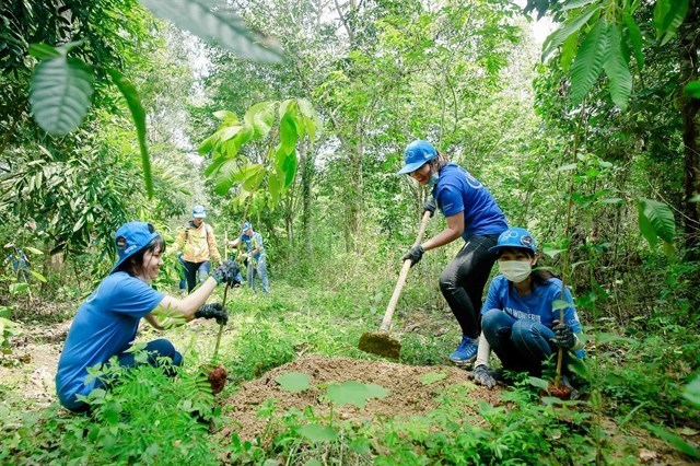 Dong Nai: Forest planting improves habitats of elephants