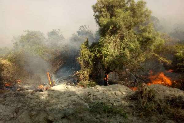 Cháy rừng diện rộng ở Quảng Bình, 50ha rừng thông thành tro