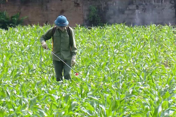 Vietnam's northern provinces urged to bring pesticide use under control