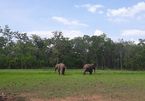 Tourism elephants released into national park