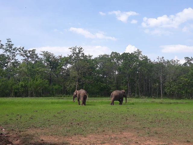 Tourism elephants released into national park