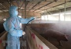 Vietnam develops anti-African swine fever vaccine