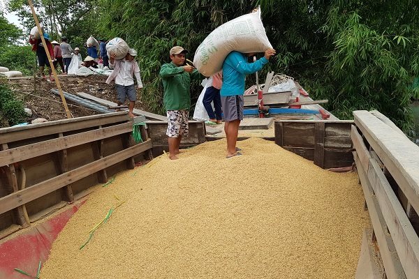 Vietnam’s rice exports drop, causing big worries