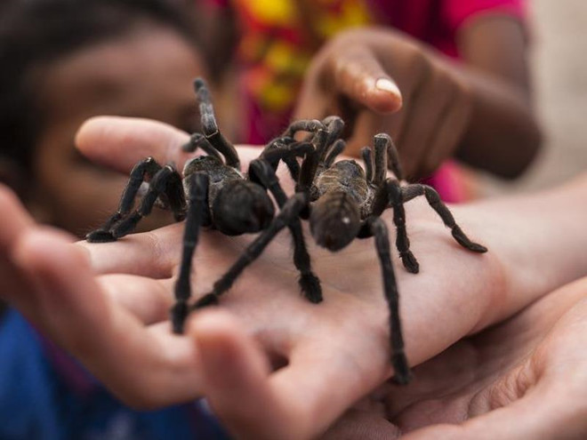Trải nghiệm ăn nhện độc ngon như cua ở Thái Lan