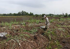 Mekong Delta sugarcane farmers switch en masse to other crops