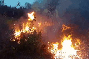 Rừng keo ở Phú Yên cháy dữ dội, hơn 500 người nỗ lực dập lửa