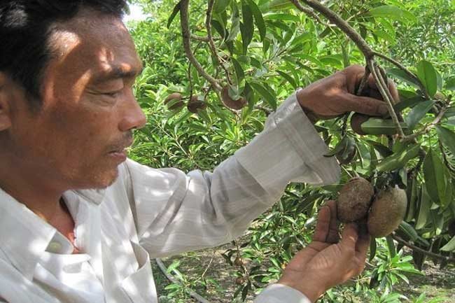 China receives nearly three-quarters of Vietnam’s vegetable, fruit exports