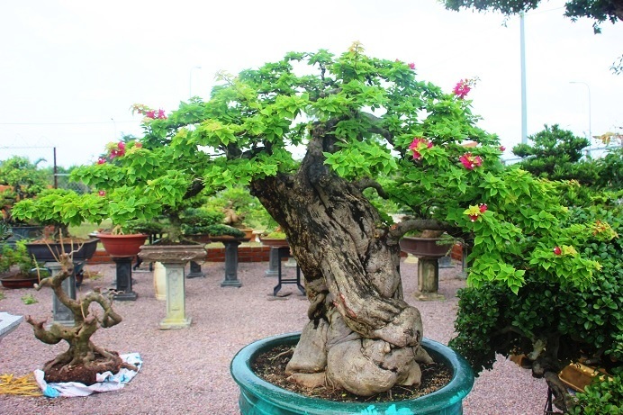 Vì sao bonsai lại có giá đắt đỏ, tới cả gần triệu USD/chậu?