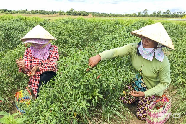 Sốt chưa từng có, giá tăng nhanh hơn vàng, xót ruột như xát muối ớt