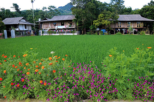 Đẹp nao lòng những con đường rực rỡ sắc hoa ở Yên Bái