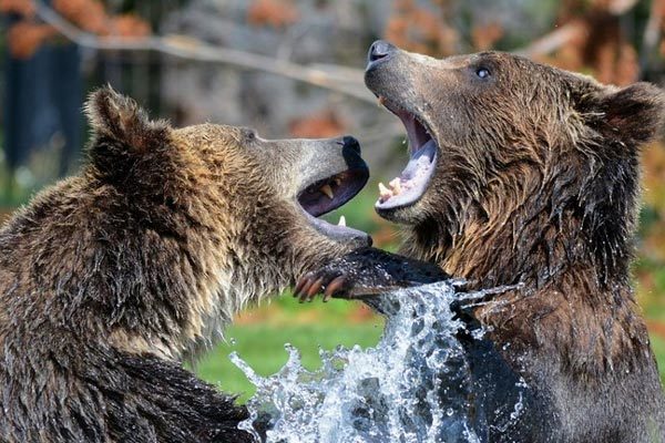 Cuộc đại chiến nảy lửa giữa cặp gấu rừng hung tợn