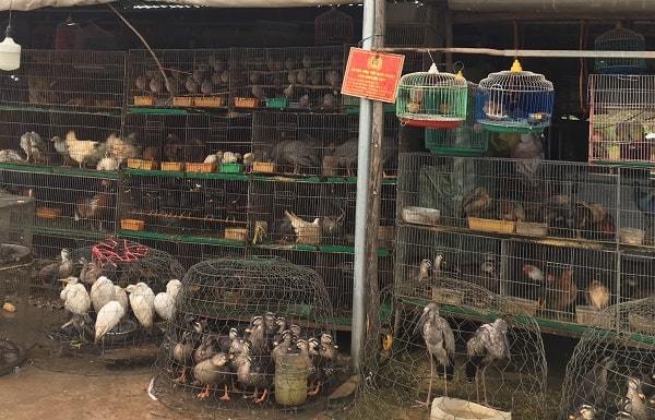 Chợ chim trời lớn nhất ở miền Tây