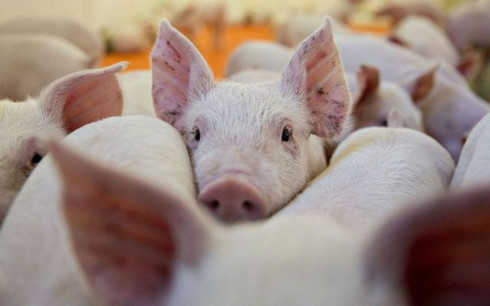 Further African swine fever outbreaks detected throughout Vietnam