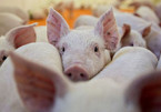 Further African swine fever outbreaks detected throughout Vietnam