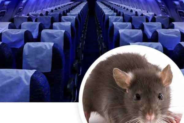 Chuyến bay Sài Gòn đi Thanh Hóa hỗn loạn vì khách đem theo chuột