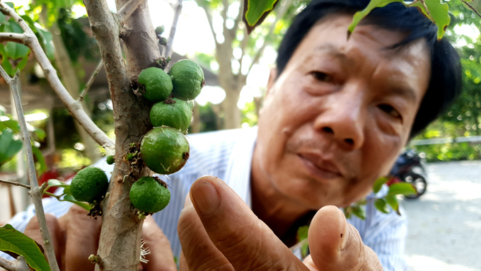 Cây nho kỳ lạ xôn xao cần thơ: Thân giống ổi, quả như sung