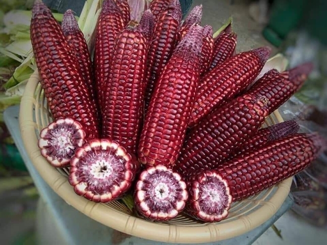 PURPLE CORN
