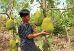 Unplanned Thai jackfruit farming pose risks