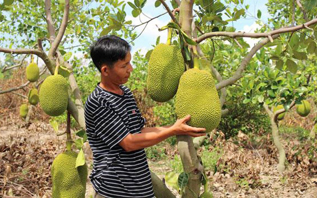 Unplanned Thai jackfruit farming pose risks