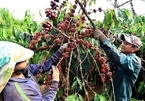 Vietnam coffee exports plummet as robusta prices fall