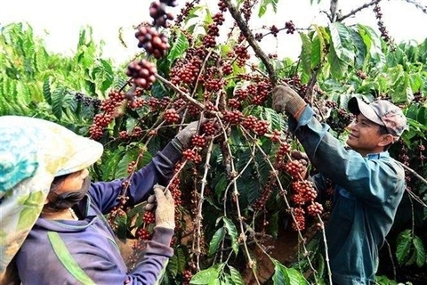 Vietnam coffee exports plummet as robusta prices fall