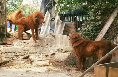 Mong “docked tail” dog believed to bring luck to owners