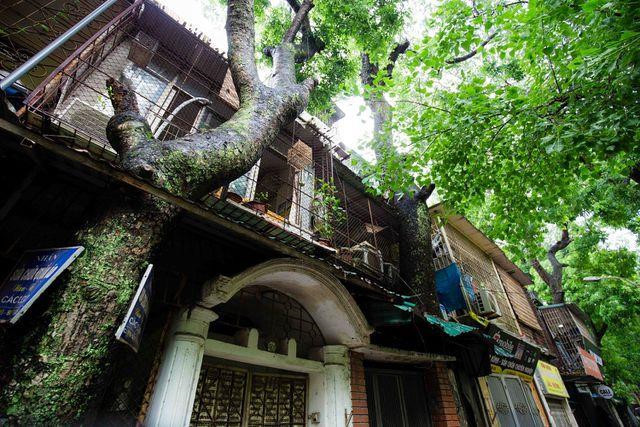 Khu tập thể có 'cây mọc xuyên nhà' ở Hà Nội