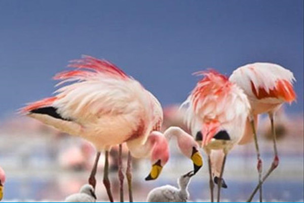 Cảnh siêu thực quanh cánh đồng muối lớn nhất thế giới