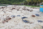 Endangered baby turtles released to the sea